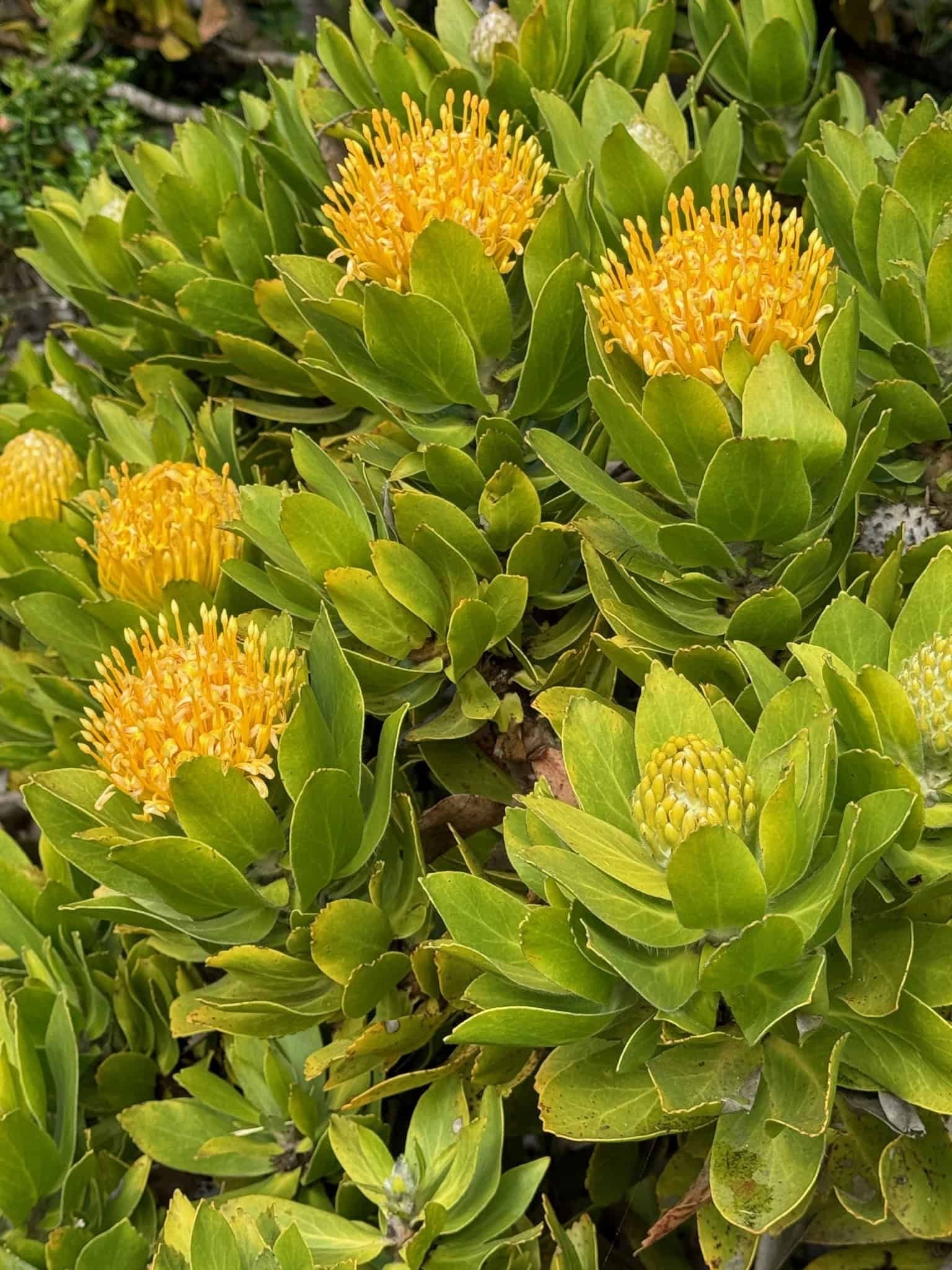 Image of Plant species Yellow pincusion