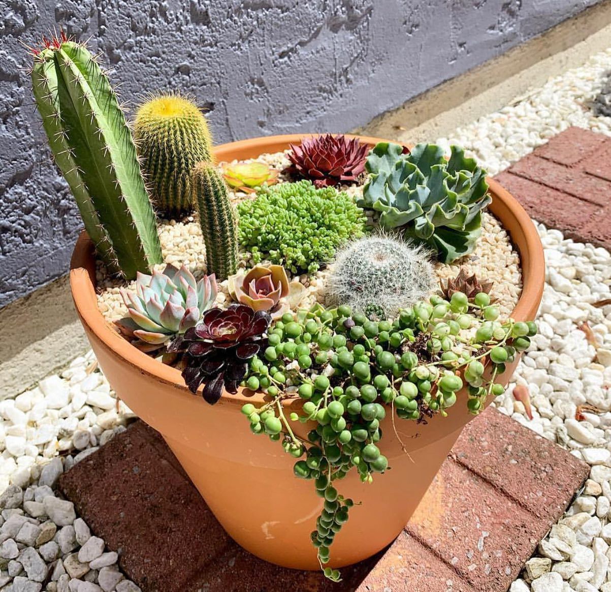 Pot with various types of cactus and plants