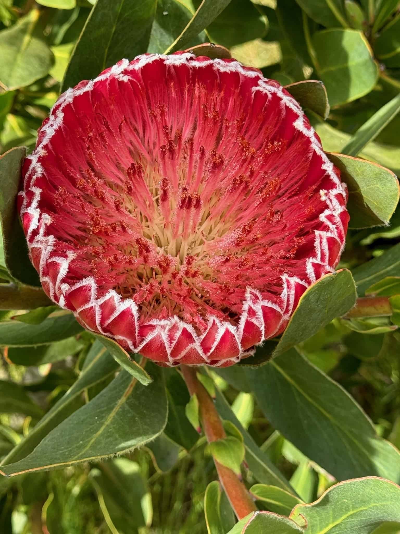 Image of Plant species Protea magnifica