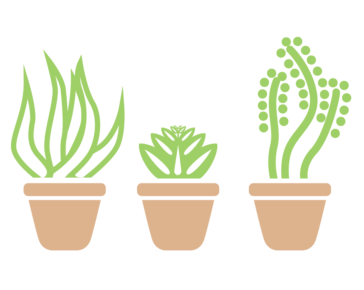 Image of 3 types of plants in their pots