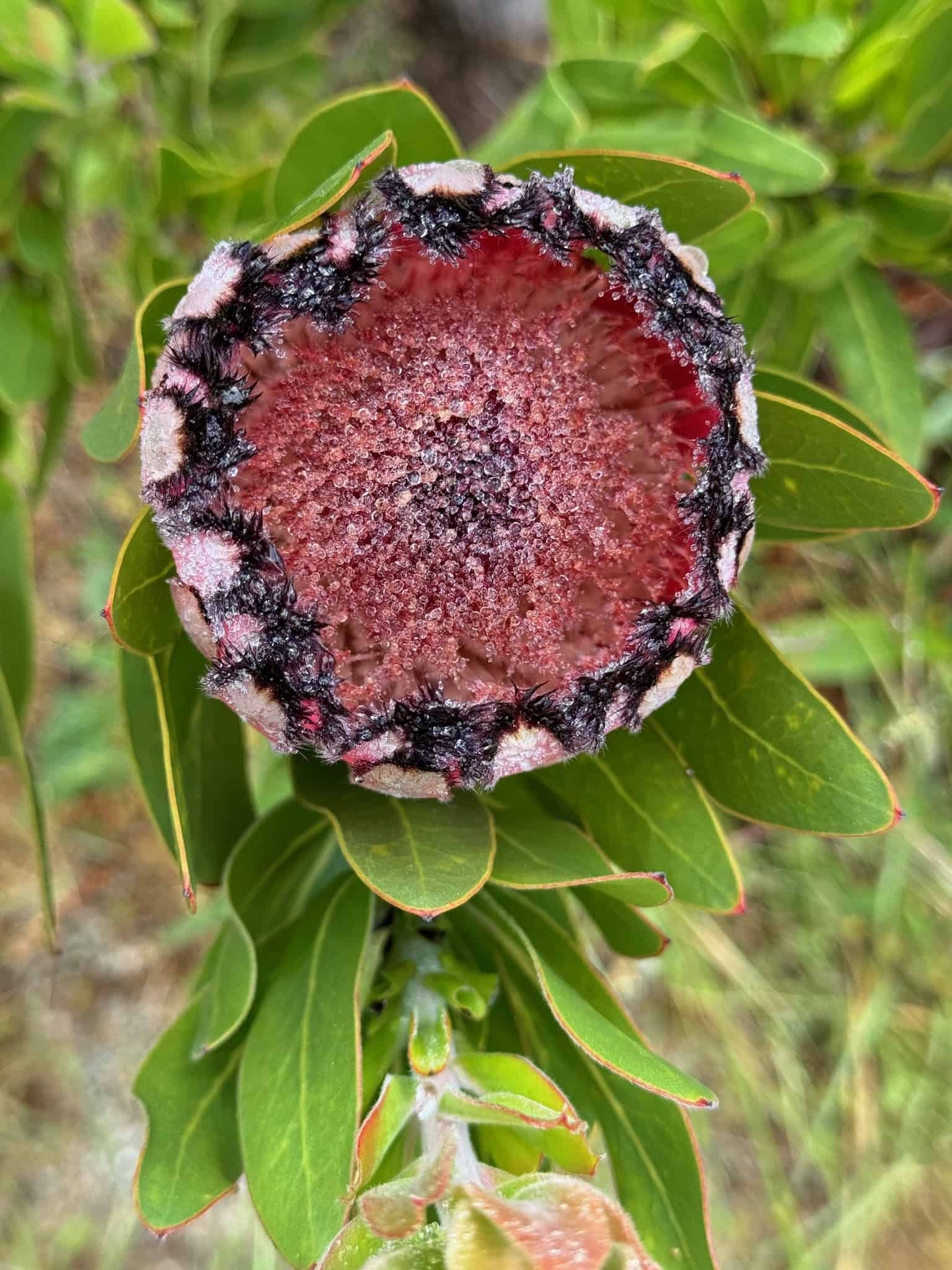 Image of Plant species Protea laurifolia